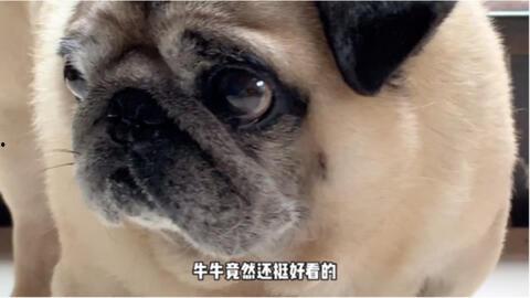 哈皮马最新转盘爆料,惊喜福利等你来拿！